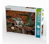 CALVENDO Puzzle Ruhender Wolf 1000 Teile Puzzle quer 1000 Pieces 64 x 48 cm from GUGIGEI