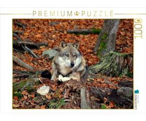 CALVENDO Puzzle Ruhender Wolf 1000 Teile Puzzle quer 1000 Pieces 64 x 48 cm from GUGIGEI