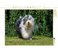 CALVENDO Puzzle Running Bobtail 1000 Pieces 64 x 48 cm from Sista-Tierfoto