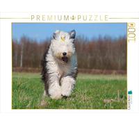 CALVENDO Puzzle Running Bobtail 1000 Pieces 64 x 48 cm from Sista-Tierfoto