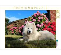 CALVENDO Puzzle Samojede im Garten 1000 Teile Puzzle quer 1000 Pieces 64 x 48 cm from Bo Valentino
