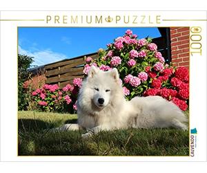 CALVENDO Puzzle Samojede im Garten 1000 Teile Puzzle quer 1000 Pieces 64 x 48 cm from Bo Valentino