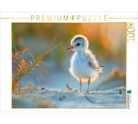 CALVENDO Puzzle Sandpipers, the next generation on a discovery tour | 1000 piece