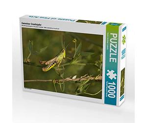 CALVENDO Puzzle Sauterelle 1000 Pieces 64 x 48 cm from Kevin Lederle