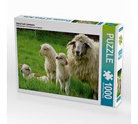 CALVENDO Puzzle Schaf mit Lämmern 1000 Teile Puzzle quer 1000 Pieces 64 x 48 cm from Sabine Löwer