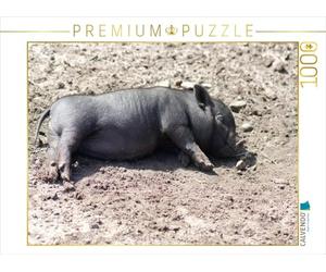 CALVENDO Puzzle Schlafende Mikroschwein Ferkel 1000 Teile Puzzle quer 1000 Pieces 64 x 48 cm from Kattobello