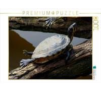 CALVENDO Puzzle Schmuckschildkröte beim Sonnen 1000 Teile Puzzle quer 1000 Pieces 64 x 48 cm from Kattobello