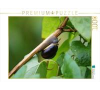 CALVENDO Puzzle Schnecke on Tour 1000 Teile Puzzle quer 1000 Pieces 64 x 48 cm from Kattobello