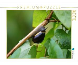 CALVENDO Puzzle Schnecke on Tour 1000 Teile Puzzle quer 1000 Pieces 64 x 48 cm from Kattobello