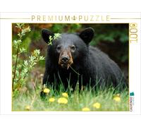 CALVENDO Puzzle Schwarzbär am Yellowhead Highway 1000 Teile Puzzle quer | 1000 T