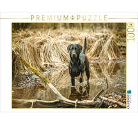CALVENDO Puzzle Schwarzer Labrador seht im Wasser im Schilf | 1000 Teile Lege-Gr