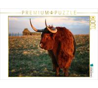 CALVENDO Puzzle Scottish Highland Cattle in Caithness | 1000 pieces, finished si