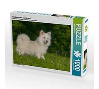 CALVENDO Puzzle Selbsbewusster Islandhund 1000 Teile Puzzle quer 1000 Pieces 64 x 48 cm from Monika Scheurer