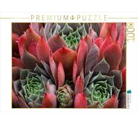 CALVENDO Puzzle Sempervivum Feldmeier 1000 Pieces 64 x 48 cm from Martina Cross