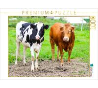CALVENDO Puzzle Le Taureau Limousin Silas avec sa Femme 1000 Pieces 64 x 48 cm from JFP