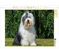CALVENDO Puzzle Sitting Bobtail | 1000 pieces, finished size 25.2 × 18.9 in (64