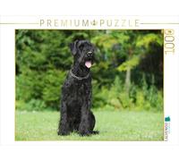 CALVENDO Puzzle Sitting Schnauzer géant 1000 Pieces 64 x 48 cm from Sista-Tierfoto