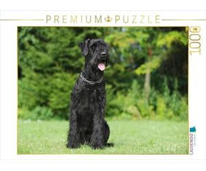 CALVENDO Puzzle Sitting Schnauzer géant 1000 Pieces 64 x 48 cm from Sista-Tierfoto
