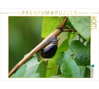CALVENDO Puzzle Schnecke on Tour 1000 Teile Puzzle quer 1000 Pieces 64 x 48 cm from Kattobello