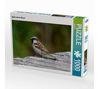 CALVENDO Puzzle Spatz Auf der Mauer 1000 Teile Puzzle quer 1000 Pieces 64 x 48 cm from Kattobello