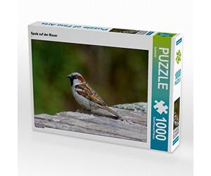 CALVENDO Puzzle Spatz Auf der Mauer 1000 Teile Puzzle quer 1000 Pieces 64 x 48 cm from Kattobello