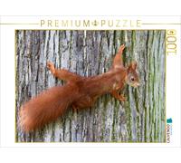 CALVENDO Puzzle Eichhörnchen 1000 Teile Puzzle quer 1000 Pieces 64 x 48 cm from SchnelleWelten