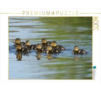 CALVENDO Puzzle Stockenten Küken 1000 Teile Puzzle quer 1000 Pieces 64 x 48 cm from Kattobello
