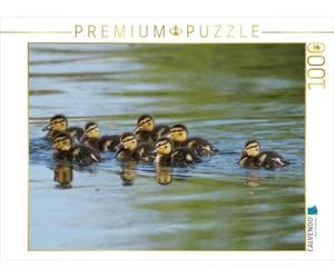 CALVENDO Puzzle Stockenten Küken 1000 Teile Puzzle quer 1000 Pieces 64 x 48 cm from Kattobello