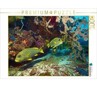 CALVENDO Puzzle Sweetlips dans Le récif corallien - Raja Ampat 1000 Pieces 64 x 48 cm from Ute Niemann
