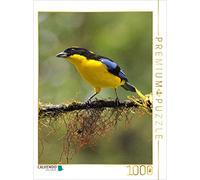 CALVENDO Puzzle Tangara à Ailes Bleues (Tangara cyanoptera) 1000 Pieces 48 x 64 cm from Armin Brockner