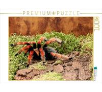 CALVENDO Puzzle Tarentule 1000 Pieces 64 x 48 cm from Heike Hultsch