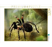 CALVENDO Puzzle Tarentule 1000 Pieces 64 x 48 cm from Heike Hultsch