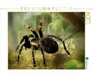 CALVENDO Puzzle Tarentule 1000 Pieces 64 x 48 cm from Heike Hultsch
