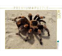 CALVENDO Puzzle Tarentule Mexicaine 1000 Pieces 64 x 48 cm from Elisabeth Stanzer
