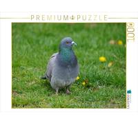 CALVENDO Puzzle Taube Auf der Wiese 1000 Teile Puzzle quer 1000 Pieces 64 x 48 cm from Kattobello