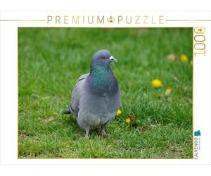 CALVENDO Puzzle Taube Auf der Wiese 1000 Teile Puzzle quer 1000 Pieces 64 x 48 cm from Kattobello