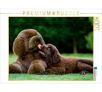 CALVENDO Puzzle Terre-Neuve 1000 Pieces 64 x 48 cm from Sista-Tierfoto