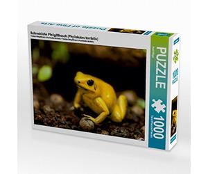 CALVENDO Puzzle Terrible Grenouille de Terreur (Phyllobates terribilis) 1000 Pieces 64 x 48 cm from Axel Hilger