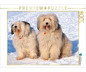 CALVENDO Puzzle Terrier du Tibet - Une Race de Chien de caractère 1000 Pieces 64 x 48 cm from Rudolf Bindig