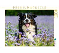 CALVENDO Puzzle Chien de rêve Bouvier Bernois 1000 Pieces 64 x 48 cm from Sista-Tierfoto