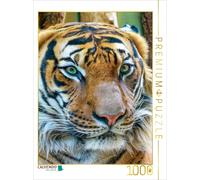 CALVENDO Puzzle Tigre 1000 Pieces 48 x 64 cm from Peter Roder