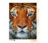 CALVENDO Puzzle Tiger Portrait | 1000 pieces, finished size 25.2 × 18.9 in (64 ×