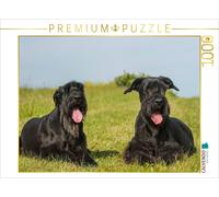 CALVENDO Puzzle Two Giant Schnauzers in the meadow | 1000 pieces, finished size