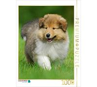 CALVENDO Puzzle Un Chiot Collie en Voyage de découverte 1000 Pieces 48 x 64 cm from Sista-Tierfoto