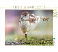 CALVENDO Puzzle Un Jeune Poussin équilibré sur Une Jambe | 1000 pièces de Taille de la Ponte 64 x 48 cm Puzzle Photo pour des Heures heureuses