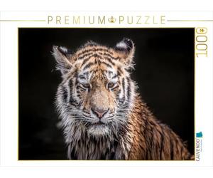 CALVENDO Puzzle Un Jeune Tigre après Le Bain d'eau 1000 Pieces 64 x 48 cm from Markus Van Hauten