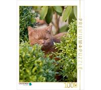 CALVENDO Puzzle Une Image du Calendrier British Short 1000 Pieces 48 x 64 cm from Verena Scholze