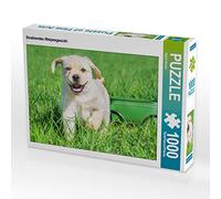 CALVENDO Puzzle Visage Brillant de Chiot 1000 Pieces 64 x 48 cm from Sista-Tierfoto