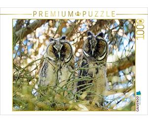 CALVENDO Puzzle Waldohreulen in Nauenhain 1000 Teile Puzzle quer 1000 Pieces 64 x 48 cm from Thilo Seidel