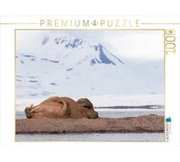 CALVENDO Puzzle Walrus 1000 Pieces 64 x 48 cm from Wilfried Martin